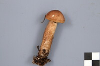 Tricholoma fulvum image